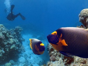Immersioni nel mare di Marsa-Alam
