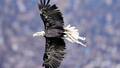 L'aquila olimpia da ancora spettacolo.
