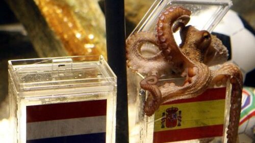 E' stato trovato l'erede del polpo Paul, viene dalla Francia.