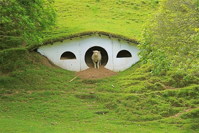 Immagine