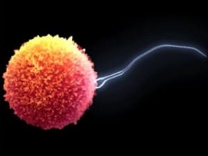 nipote dona sperma alla zia inseminazione artificiale