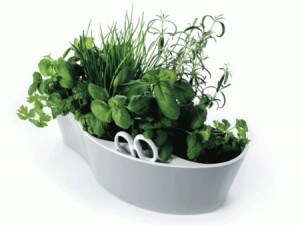 piante aromatiche in vaso tutto anno