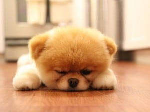 cane boo