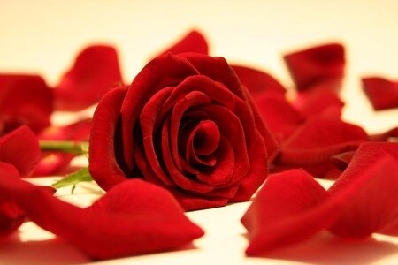 rose rosse per te
