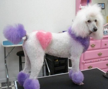 cane-tatuato