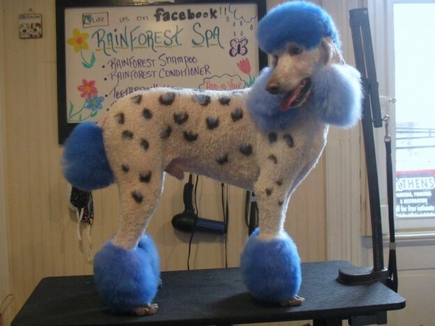 tatuaggi-a-colori-per-i-cani