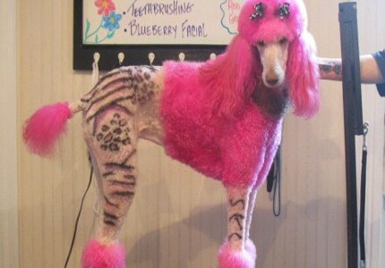 tatuaggio-per-i-cani