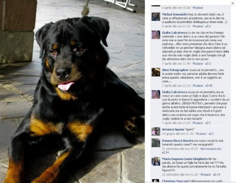 il cane di giulia