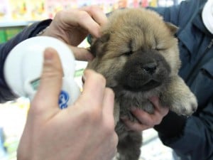 Ecco Come Adottare I Cuccioli Travolti Dallalluvione Di Milano
