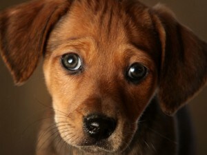 Treviglio Lospedale Si Apre Agli Animali Cani E Gatti Potranno