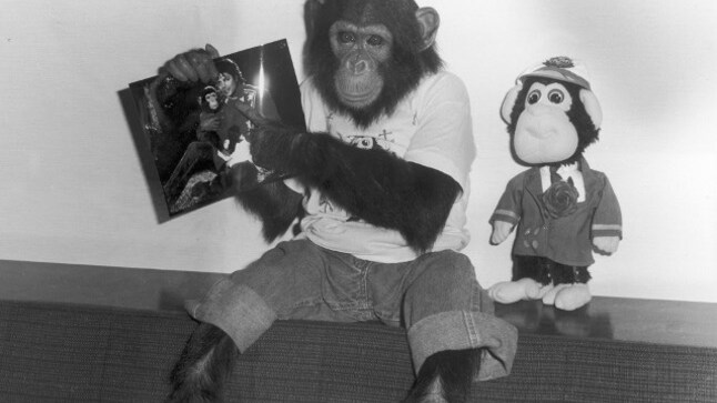 Bubbles-lo-scimpanzè