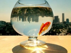 sharkscope_fish