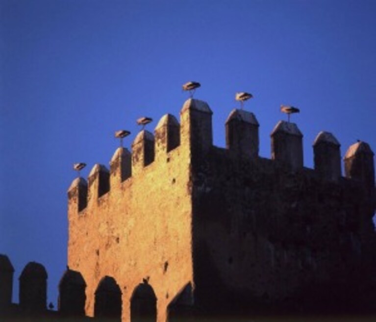 cicogna bianca