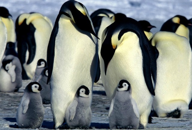 pinguino imperatore censimento via satellite