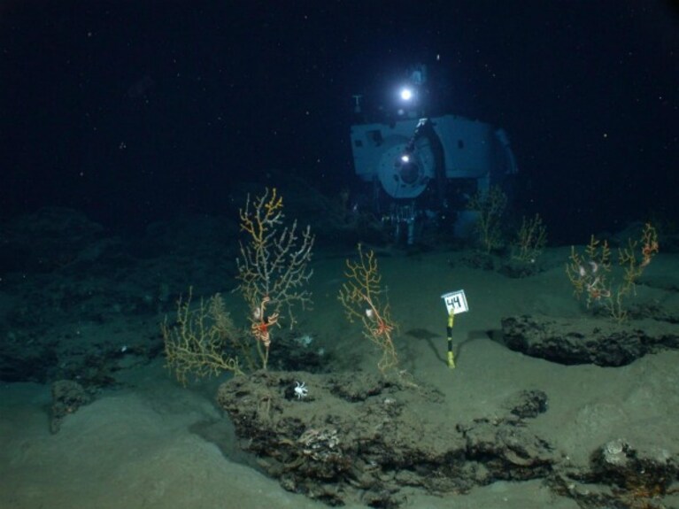 Diversi studi, condotti nell area del golfo del Messico interessata dallo sversamento di petrolio verificatosi a partire dall aprile del 2010, hanno confermato come l impatto su flora e fauna di tutta l area sia stato al di sopra delle più catastrofiche previsioni.