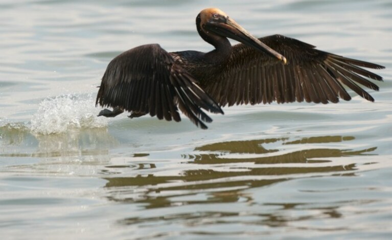 Diversi studi, condotti nell area del golfo del Messico interessata dallo sversamento di petrolio verificatosi a partire dall aprile del 2010, hanno confermato come l impatto su flora e fauna di tutta l area sia stato al di sopra delle più catastrofiche previsioni.