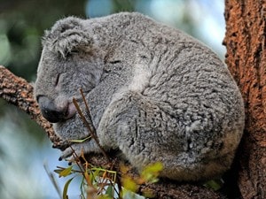 koala diventa specie protetta
