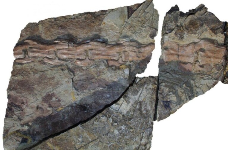 Provengono dalla Cina i resti del più grande tra gli animali piumati mai esistiti lungo almeno nove metri per un peso di oltre una tonnellata, parente del celeberrimo e temutissimo Tirannosauro Rex. Recentemente scoperto, descritto dalla rivista scientifica Nature.