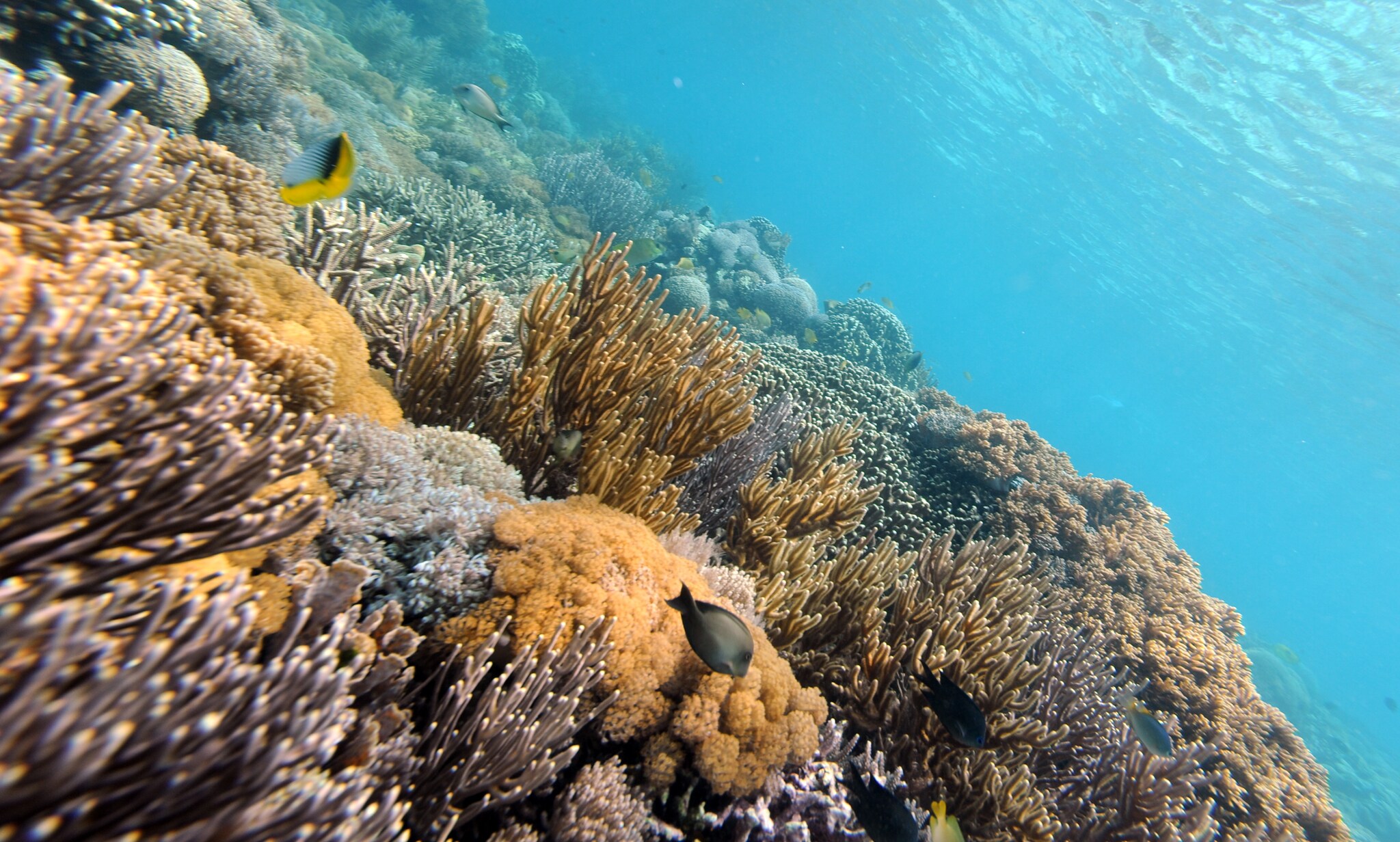 giornata mondiale della biodiversità