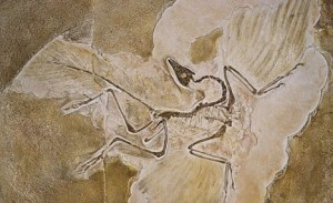 Archaeopteryx Lithographica Fossil