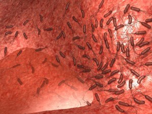 batteri_intestino