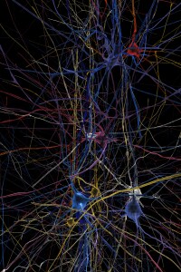human_brain_project