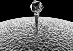 I "vettori virali" sono comunemente impiegati per inserire porzioni di DNA sano all’interno del genoma danneggiato di cellule umane.