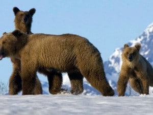 abruzzo orsi cuccioli 1