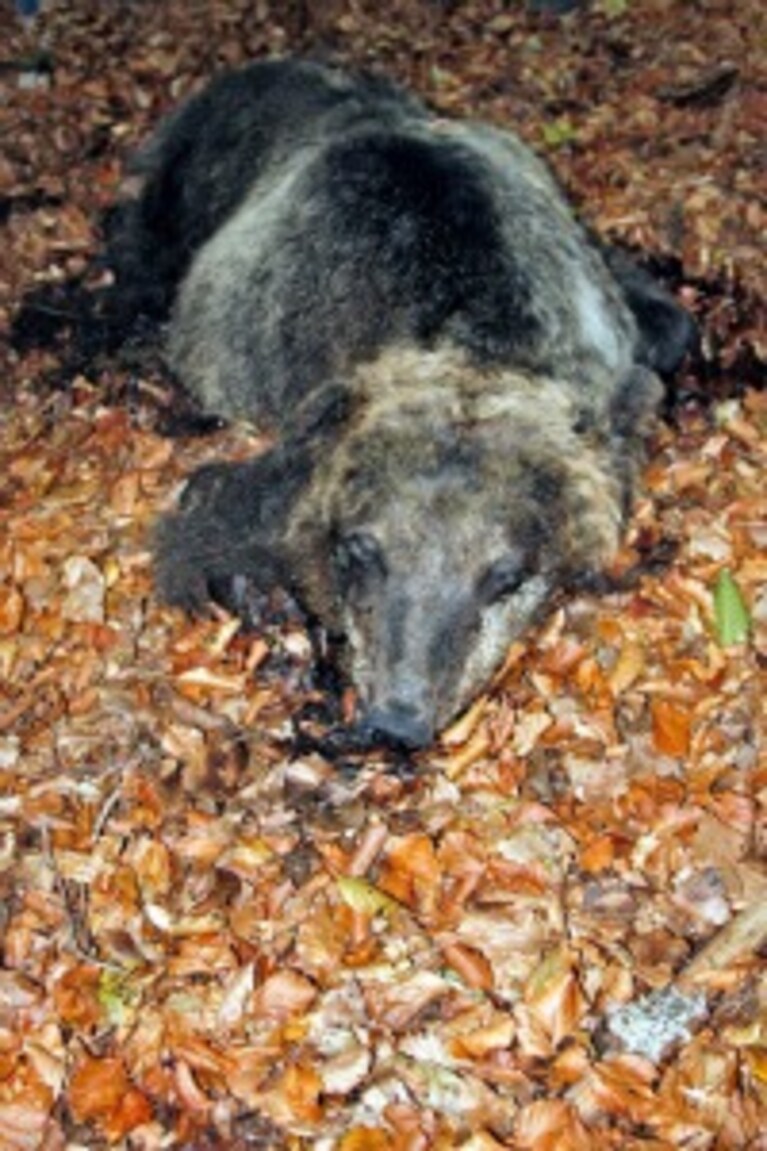 orso ucciso
