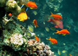 La biodiversità marina