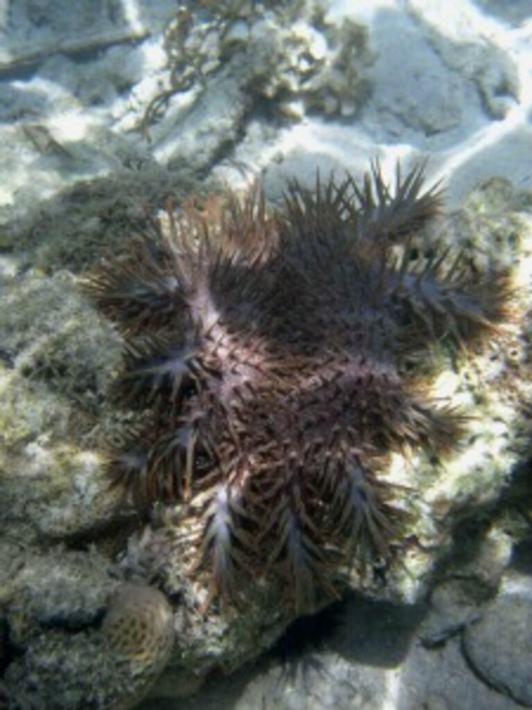 stella marina corona di spine