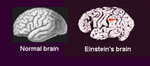 cervello_einstein
