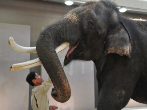koshik elefante che parla