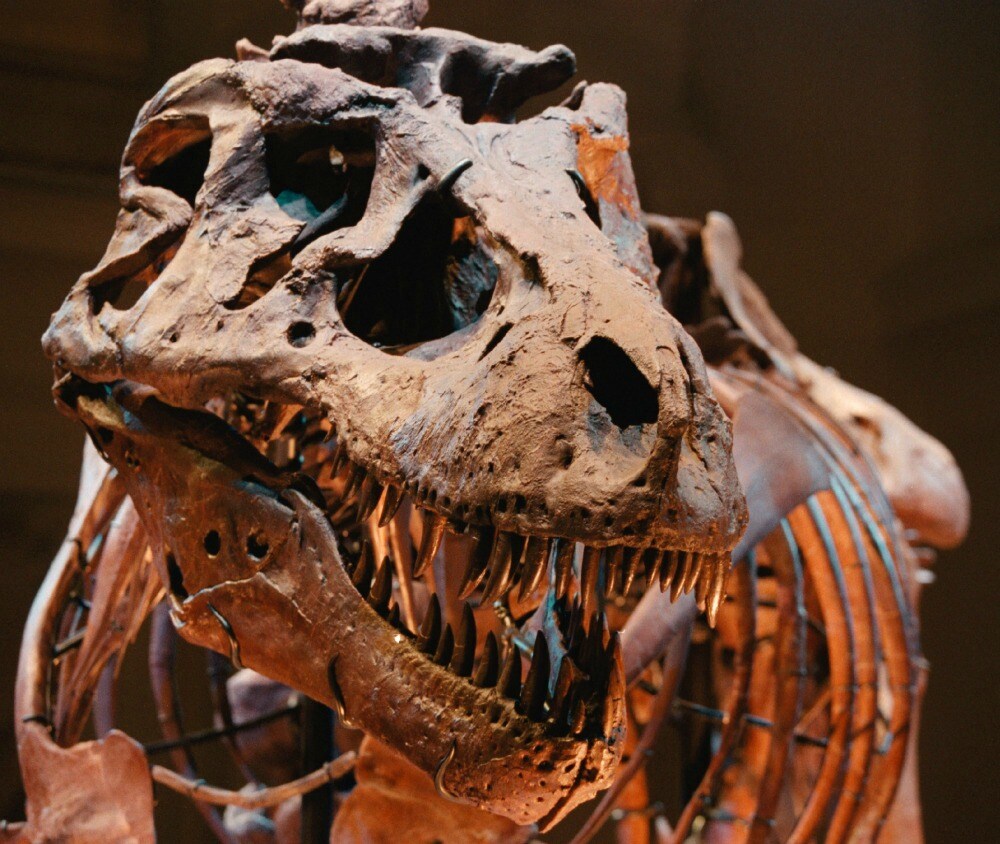 dinosauro fossile