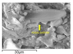 diatomea_meteorite