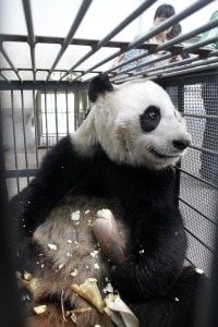panda2
