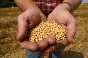 I semi ogm della Monsanto devono essere sempre acquistati dal produttore, essendo soggetti a brevetto industriale.