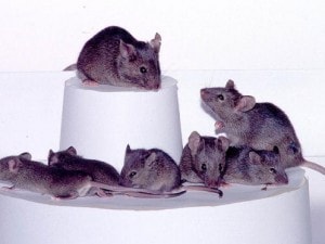 Three Generations Of Cloned Mice