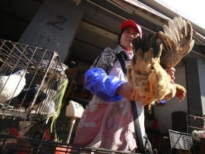 Cina: è allarme aviaria, due vittime a Shanghai
