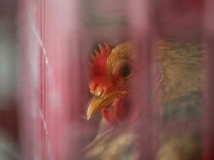 Allarme aviaria in Cina