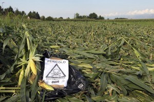 Un campo Ogm in Sicilia. Il governo italiano punta a vietare le coltivazioni transgeniche in tutto il paese.