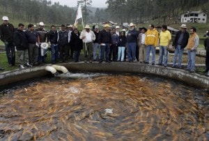 Un allevamento di salmoni in Messico.