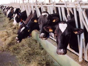 Un allevamento intensivo di bovini. I rischi sanitari e alimentari prodotti da tali allevamenti – necessari per aumentare la produzione di carne – non li rendono la soluzione ideale per risolvere la futura crisi alimentare.