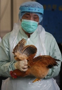 La principale preoccupazione degli esperti riguarda un aumento della trasmissione del virus tra uccelli ed esseri umani.