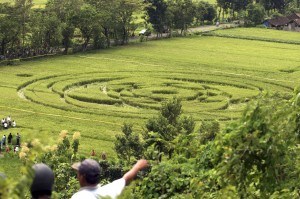 Un cerchio nel grano in un campo in Indonesia.