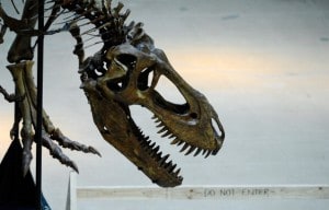 Continueremo a vederli così… (esemplare di giovane T–Rex al Museo di Storia Naturale di Los Angeles)