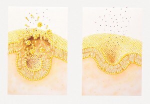 La gemmazione (a destra) e la fusione (a sinistra) delle vescicole all’interno delle cellule.