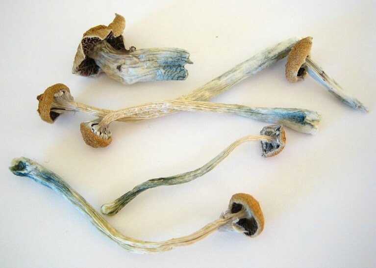 funghi allucinogeni mente iperconnessa