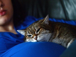 Donne incinta e gatti: una convivenza impossibile? (Foto Getty Images).