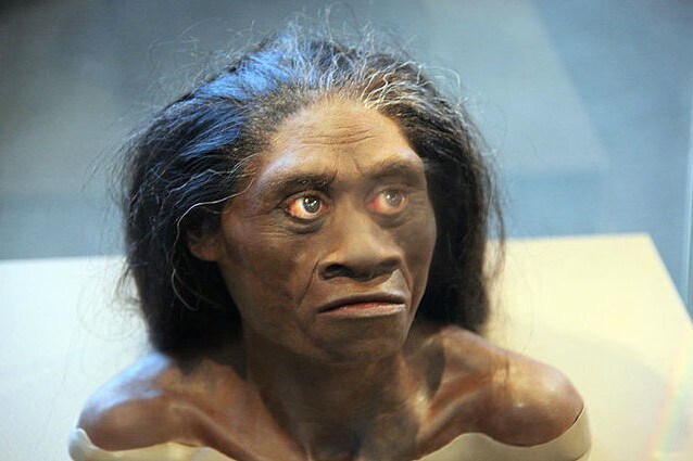 Chiamato Homo Floresiensis, potrebbe non essere umano